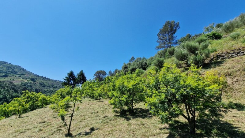 Rustic house with flat land in a dominant position in Soldano – just a few minutes from the sea. 16