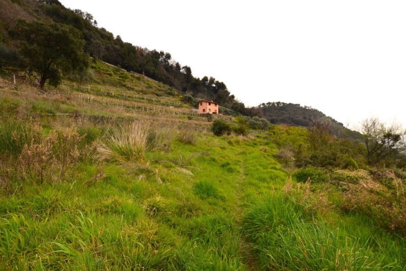 Rustico-Casolare-Cascina a Vallebona 2