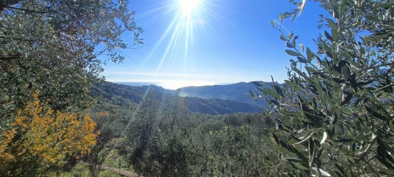 Unifamiliare Casa singola a Dolceacqua 8