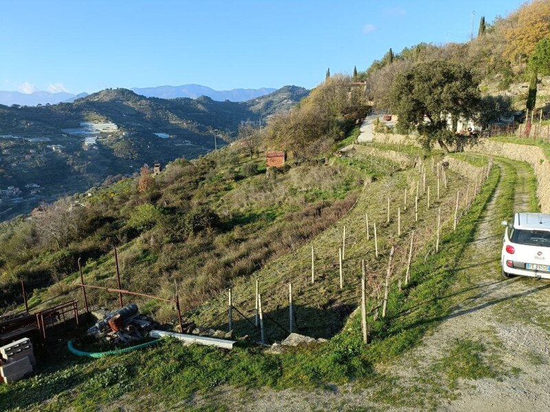 Terreno a Vallebona 4