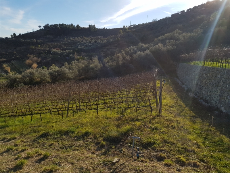 Unifamiliare Casa singola a Perinaldo 14